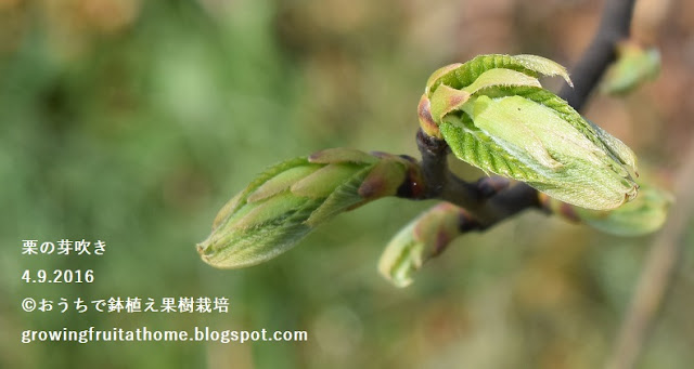 実生栗の芽吹き