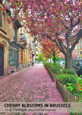 all about Cherry Blossoms in Brussels