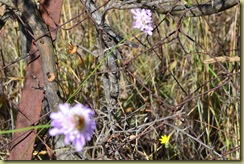 Flower 5