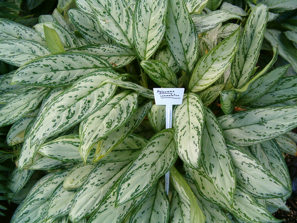 Género Aglaonema