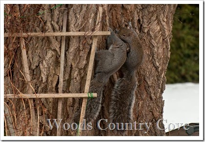 squirrels--4
