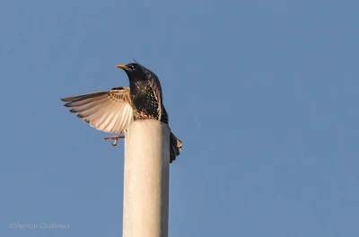 Canon EOS 7D Mark II / 400mm Lens (Wide Zone AF for Birds in Flight)