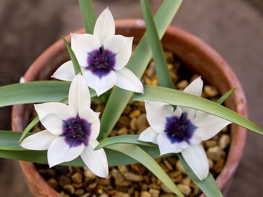 Gambar bunga Tulip humilis