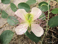 Κάπαρη-Capparis spinosa