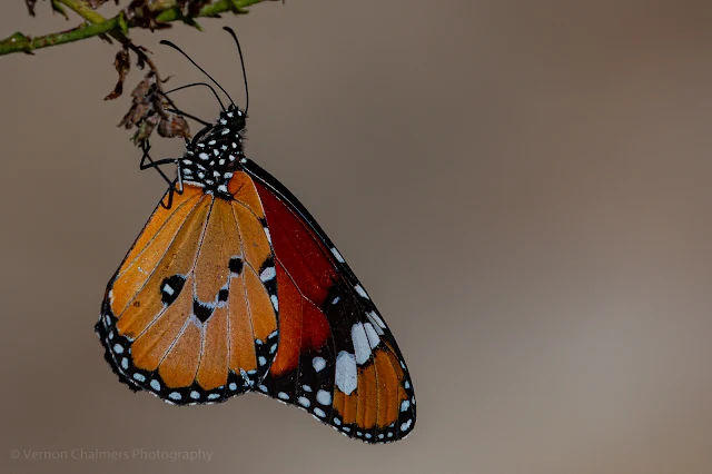 Cape Monarch Butterfly at Kirstenbosch with Canon 100-400mm Zoom Lens Copyright Vernon Chalmers