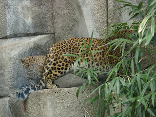 Panthère de Chine du Nord - Panthera pardus japonensis