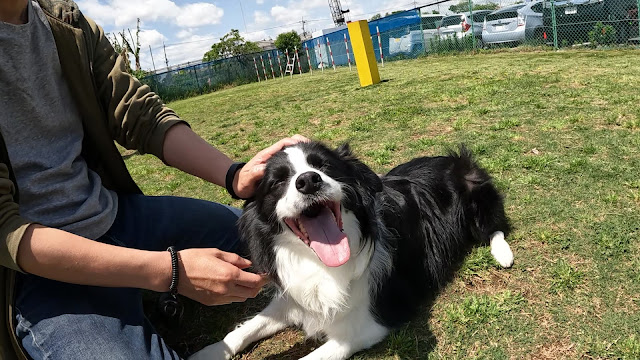 保護犬 ボーダーコリー トーマ アジリティ