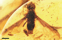 http://sciencythoughts.blogspot.co.uk/2015/11/fossil-bee-flies-from-dominican.html