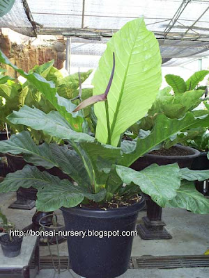 anthurium hokerie hijau