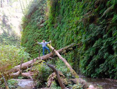 Wayne Dunlap Fern Canyon Redwood National and State Park California