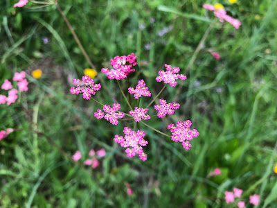 [Apiacaea] Mutellina adonidifolia – Alpine Lovage (Motellina con foglie di adonide)