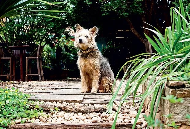 Paraíso Verde para seu Pet: Descubra Dicas Incríveis para Criar um Jardim Pet-Friendly dos Sonhos! O Refúgio Perfeito para Você e seu Amigo de Quatro Patas.