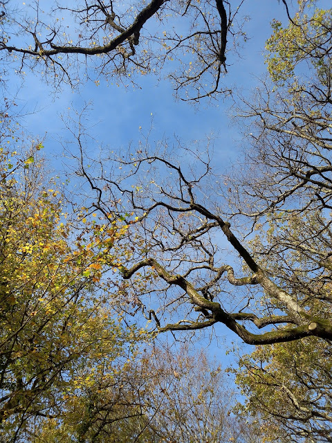 automne arbre branche ciel méditation pleine conscience novembre 2015