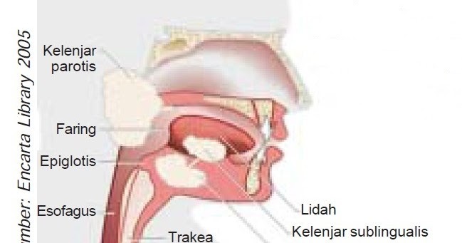 Mengenal Kelenjar Ludah Manusia, Macam, dan Fungsinya