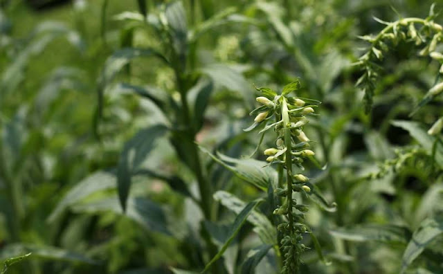 Digitalis Lutea Flowers Pictures