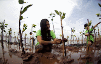 menanam-mangrove-untuk-menjaga-alam-indonesia