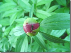 garden 007