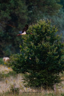 Wildlifefotografie Lippeaue Schwarzstorch