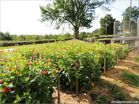 Applecrest Farm: Huertos de Flores