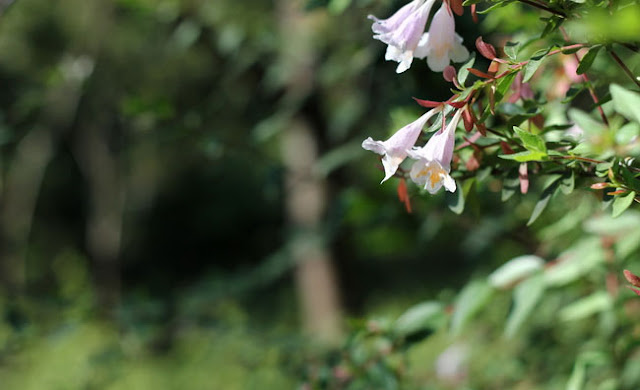 Abelia Parvifolia Flowers