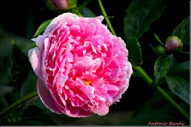 5 DSC_4937x2