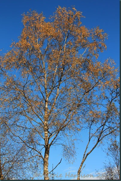 65-silver-birch
