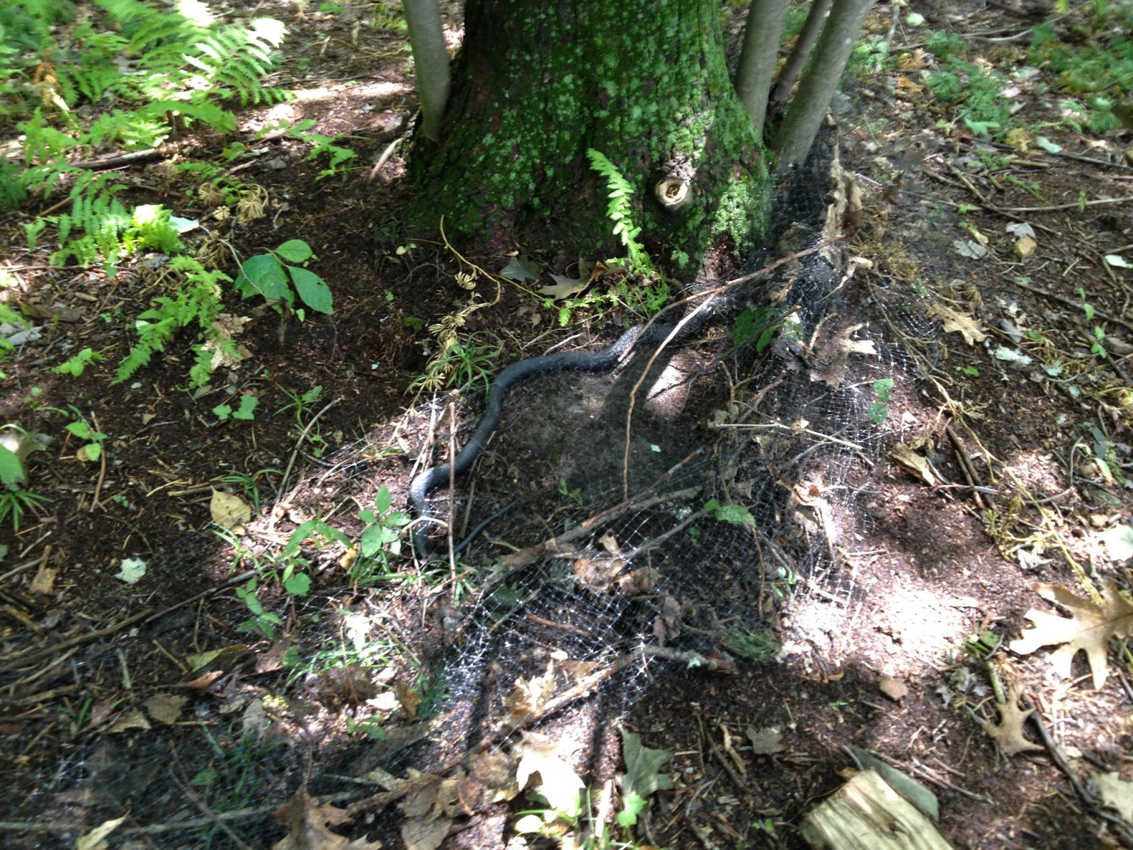 Murano Chicken Farm: Raccoons, possums and snakes oh my!