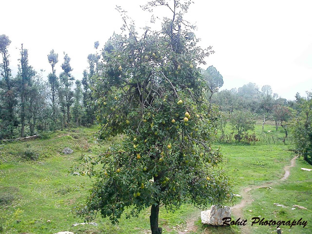 Naini Lake Sheetla Devi Mandir Boating Mukteshwar Temple Apple Orchid Nature Himalayas The Lake City Uttrakhand Uttranchal Free Soul Love Life Backpacking Mountain Call Rohit Kalyana Himalayan Womb