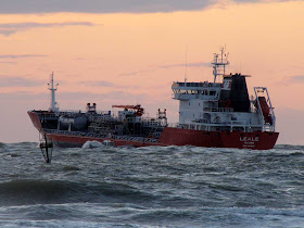 Leale in choppy sea, Livorno