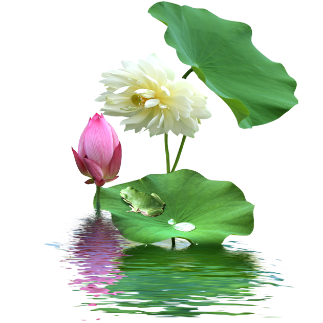 Ilustración de flor de loto, nelumbo nucifera, loto de