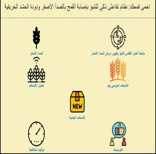 الزراعة: احمي قمحك ... المرشد الإلكتروني لمزارع القمح المصري