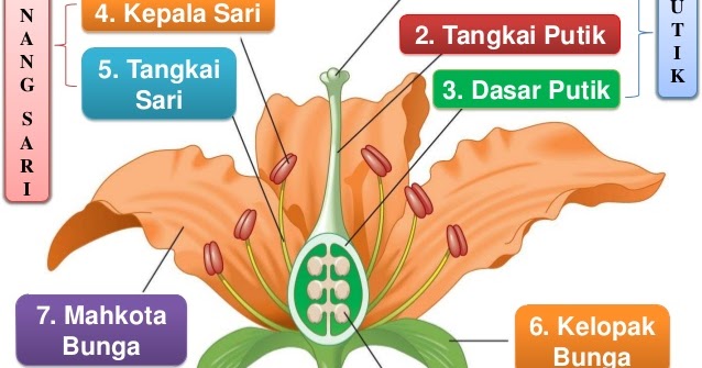 Struktur, Fungsi, dan Pembagian Bunga ~ PAGAR PENGETAHUAN
