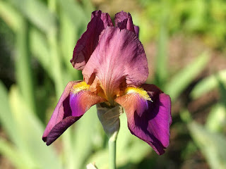 Iris germanica 'Inspiration'