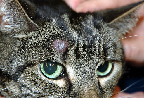 Kucingku Duniaku: Kucingdan masalah kulit