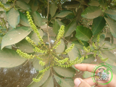 FOTO 1 :   Mencegah Kerontokan Bunga Rambutan   di Musim Kemarau 