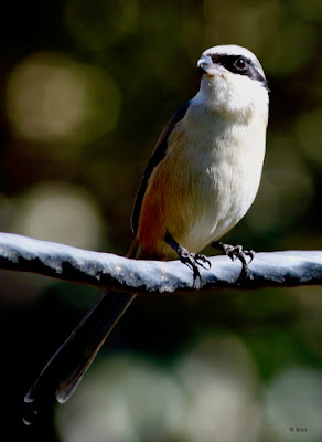 Long-tailed Shrike -