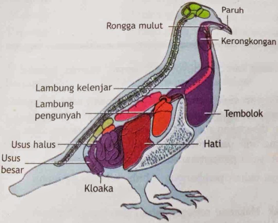  SISTEM  RESPIRASI PENCERNAAN DAN REPRODUKSI AVES Ilmu Ternak