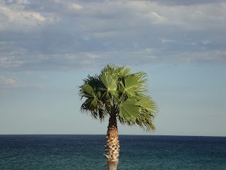 L'Almadrava lonely palm tree and turquoise sea