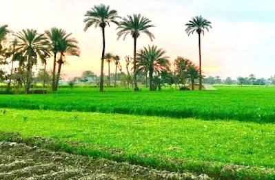 Agricultural system of pakistan in urdu پاکستان کا زرعی نظام
