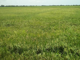 aprende a cultivar arroz