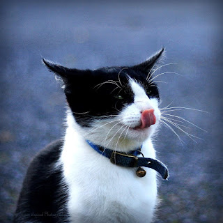 a kitten licking his face 