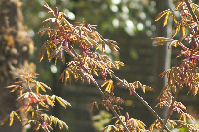 Pavier à fleurs pourpres, arbres de jardin, petit arbre