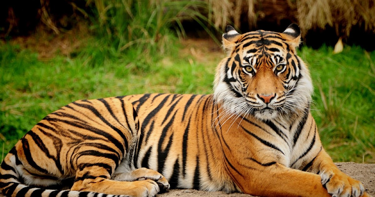  Gambar  Harimau Terbaru Kumpulan  Gambar 