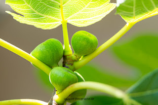 Naturfotografie Feigenbaum Feigen Kroatien Olaf Kerber