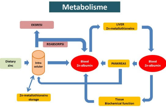 Pengertian dan Proses Metabolisme