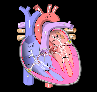 أمراض صمامات القلب ماهي الاسباب وماهو العلاج - شامل للمعلوميات
