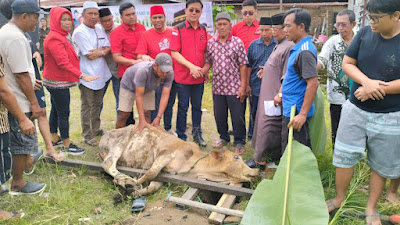 Rayakan Idul Adha, DPC PDIP Kota Medan Bagikan 5 Ekor Lembu untuk Qurban