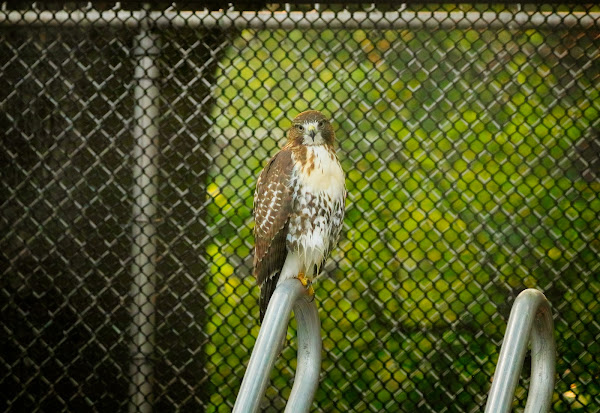 Tompkins Square red-tailed hawk fledgling