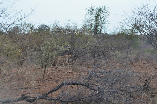 Leopard Walking in @SANParksKNP @SANParks #SA #PhotoYatra #TheLifesWayCaptures