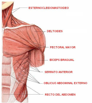 músculos superiores del cuerpo